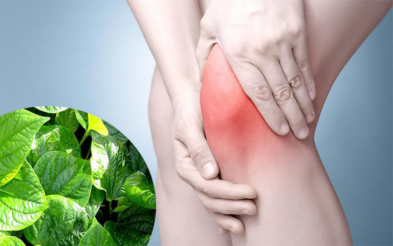 Bật mí cách chữa thoái hoá khớp gối bằng lá lốt hiệu quả