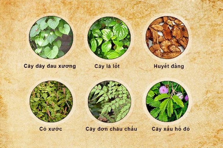 Các loại cây chữa bệnh xương khớp hiệu quả mà bạn cần biết